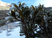 06 Rododendro ghiacciato